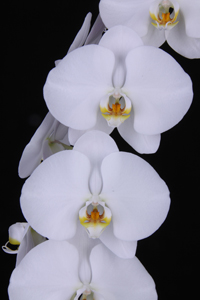 Phal. Zuma White Puff Logan Vasquez AM 83 pts.